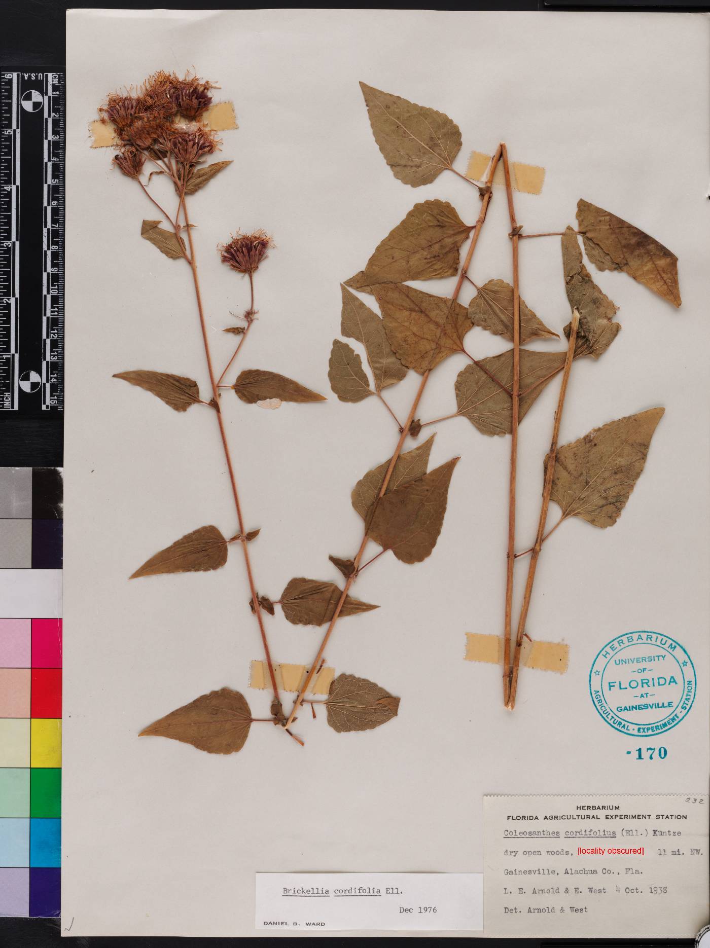 Brickellia cordifolia image