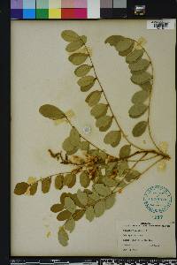 Sophora tomentosa image