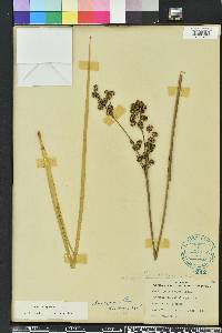 Juncus scirpoides image