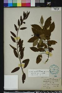 Berchemia scandens image