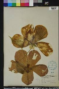 Hibiscus moscheutos image