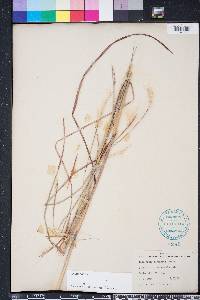 Andropogon ternarius image