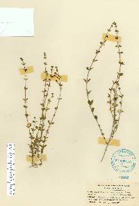 Scutellaria havanensis image