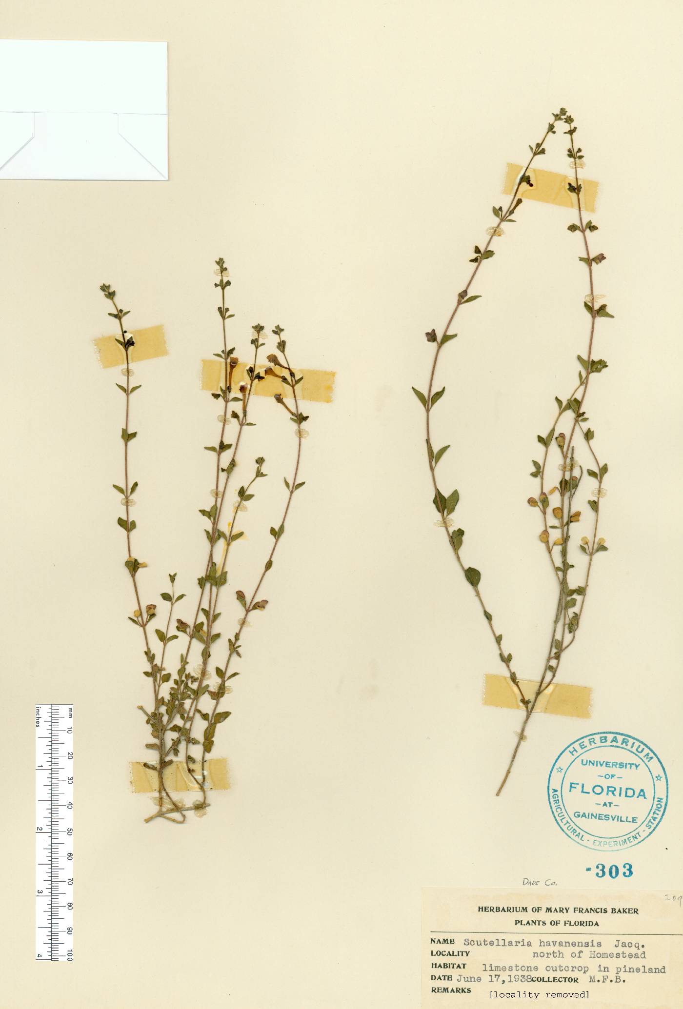 Scutellaria havanensis image