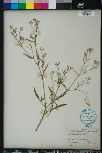 Parthenium hysterophorus image