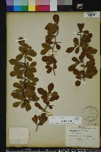 Crataegus michauxii image