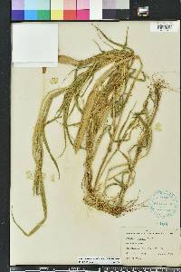 Urochloa texana image