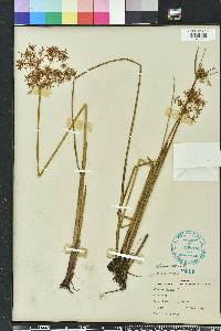 Cyperus haspan image