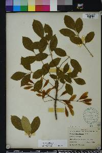 Fraxinus caroliniana image