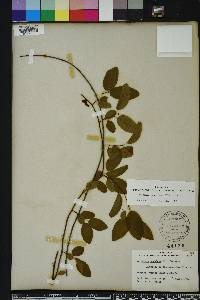 Berchemia scandens image