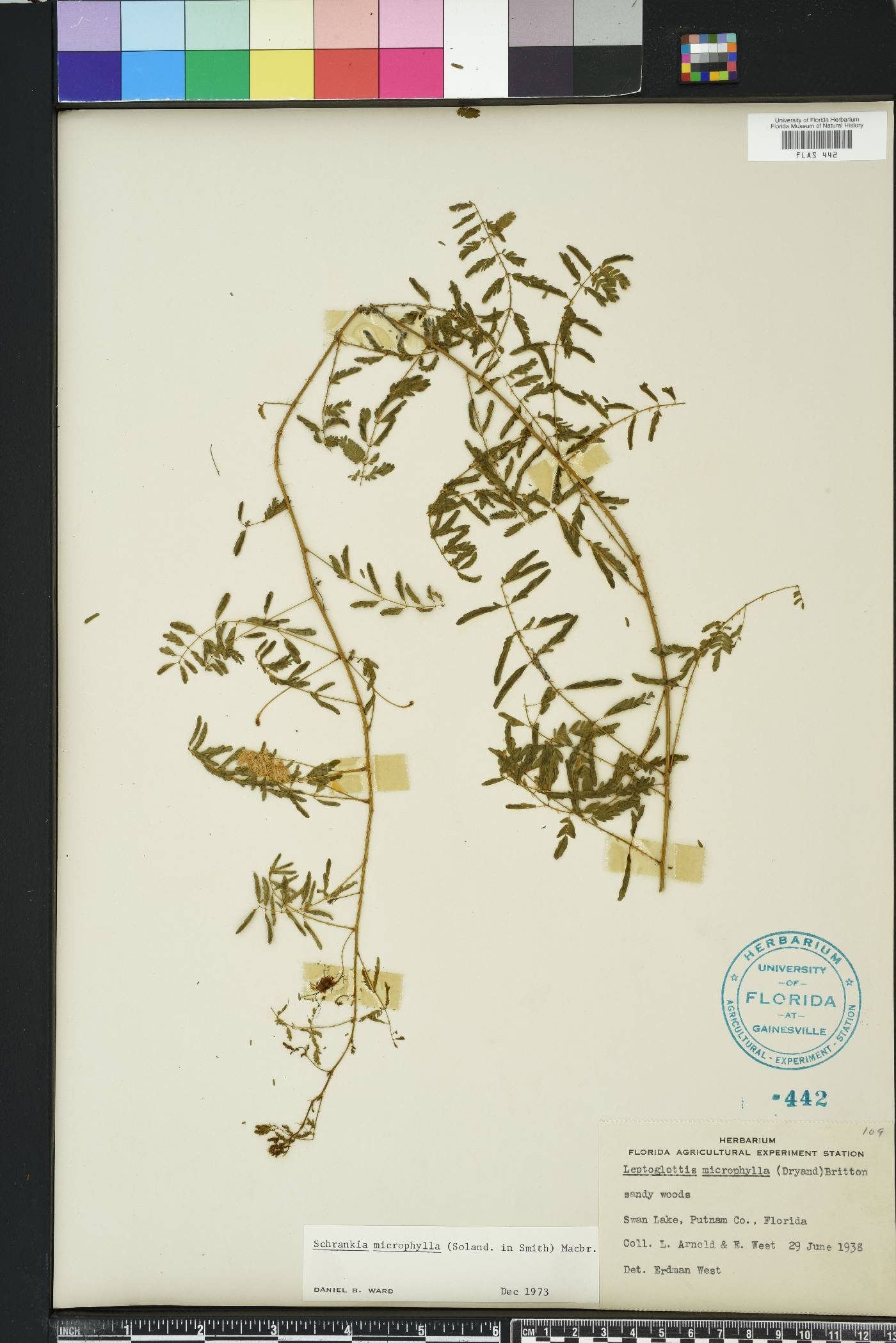 Mimosa quadrivalvis image