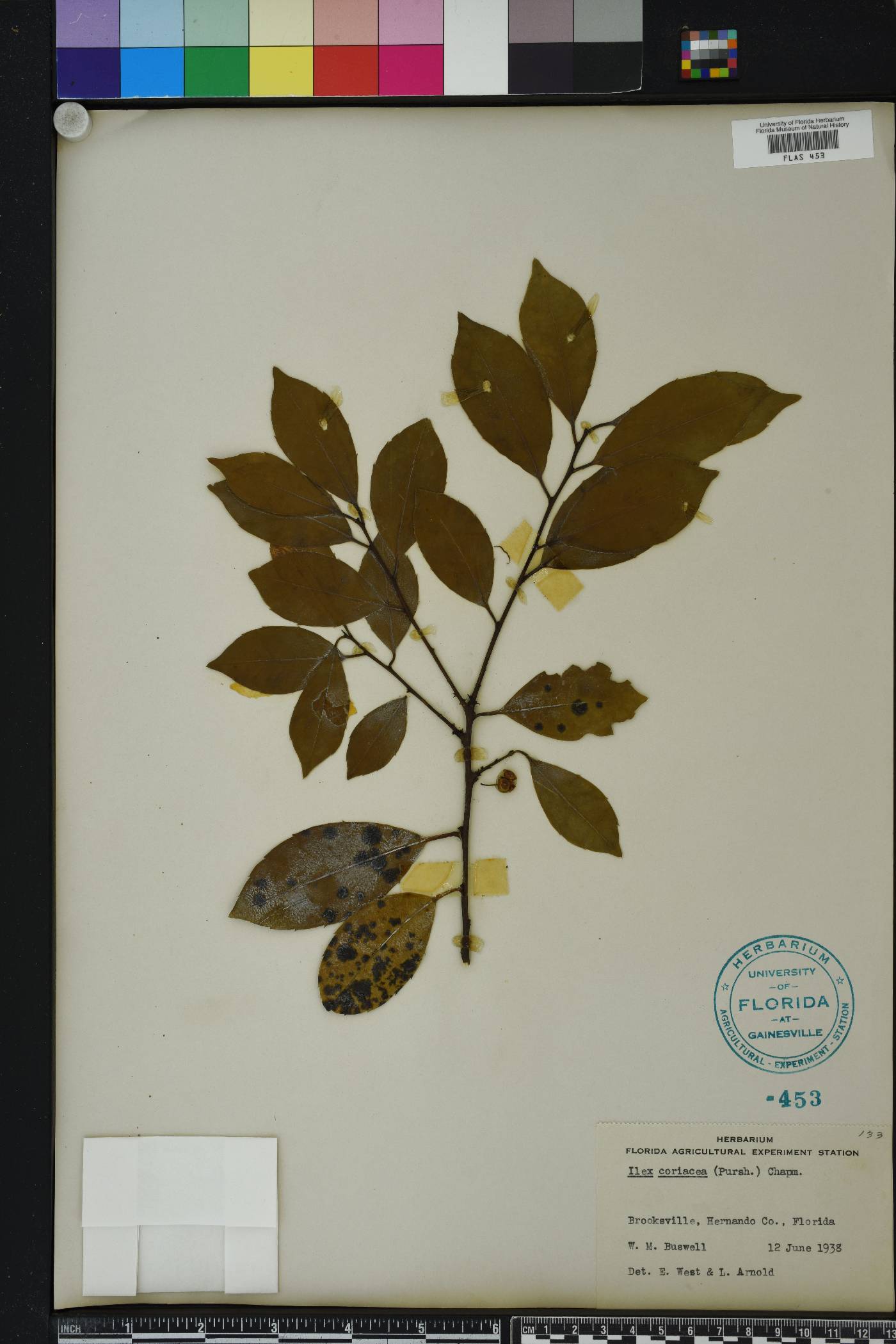 Ilex coriacea image