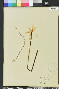 Zephyranthes traubii image