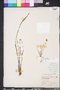 Sagittaria graminea image