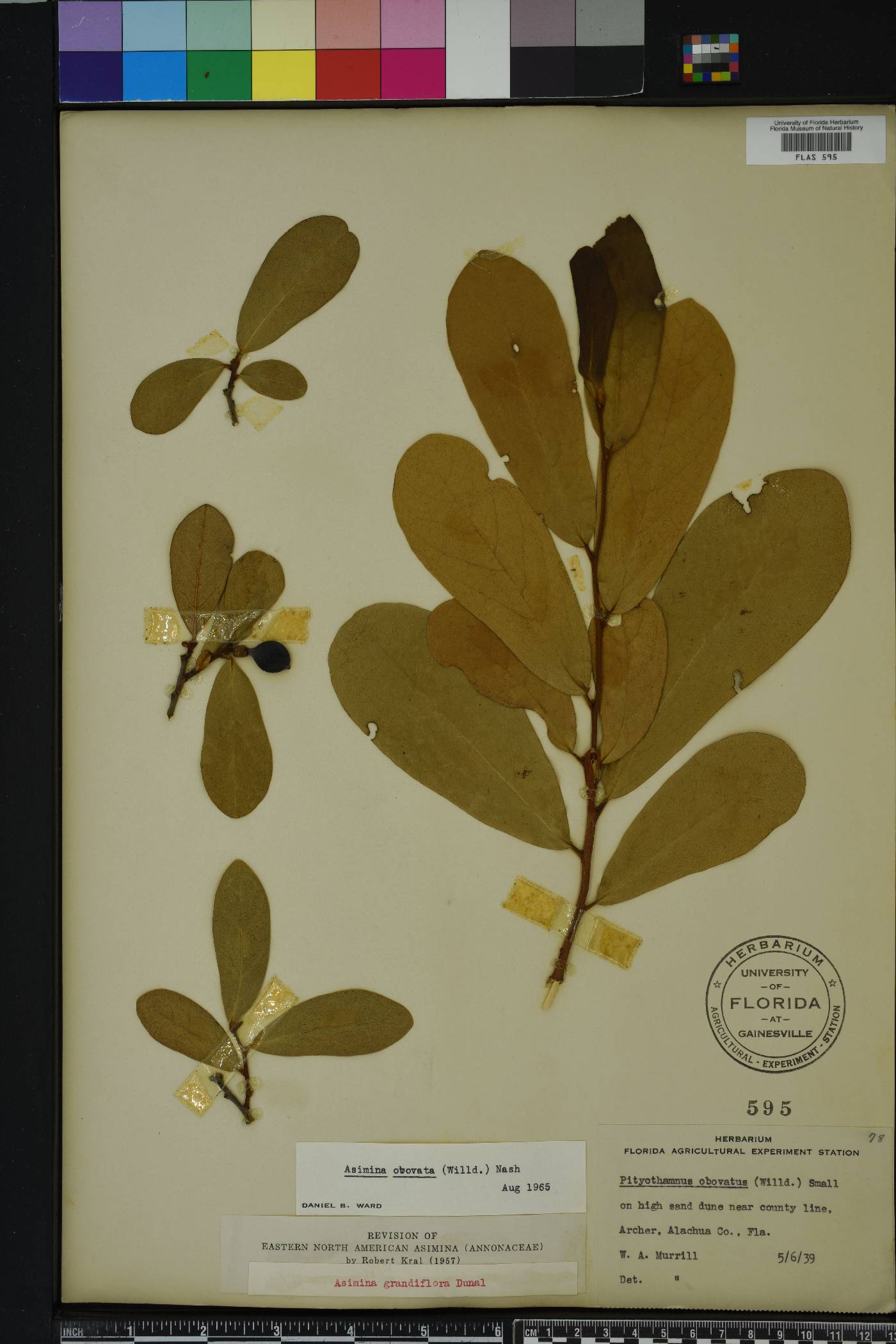 Asimina obovata image