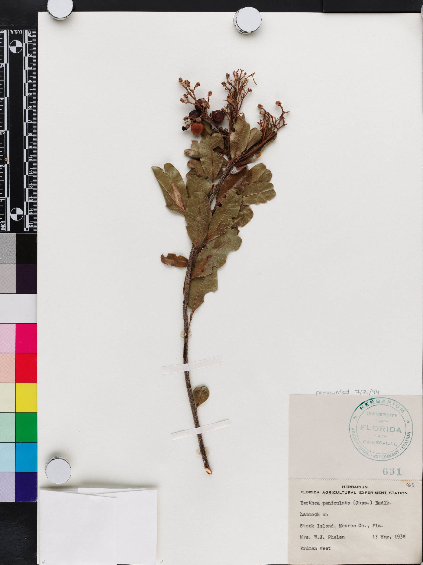 Exothea paniculata image
