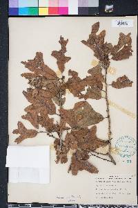 Quercus margarettae image