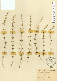 Scutellaria havanensis image