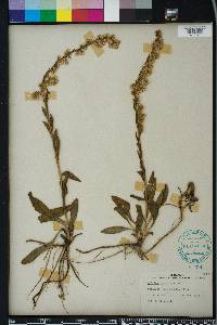 Solidago stricta image