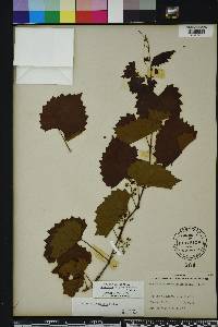 Vitis rotundifolia image