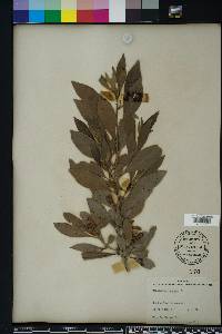 Conocarpus erectus image