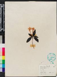Ruellia makoyana image