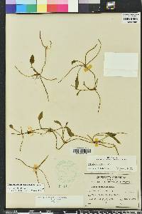 Ophioglossum petiolatum image