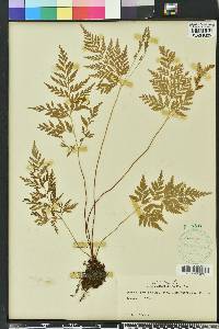 Anemia adiantifolia image