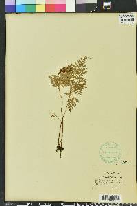 Anemia adiantifolia image