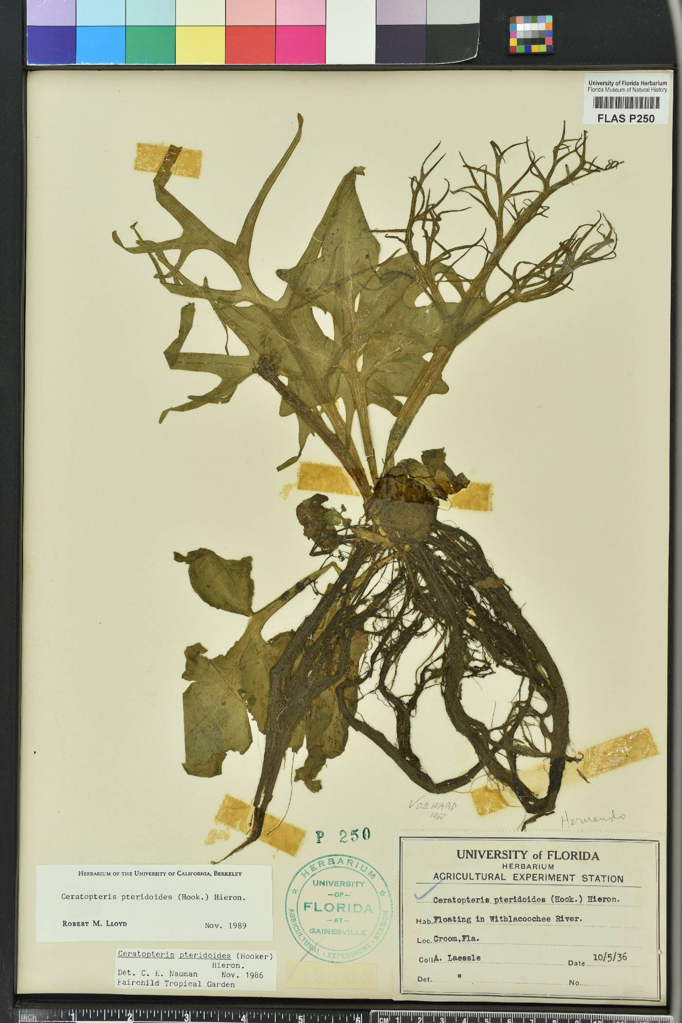 Ceratopteris pteridoides image