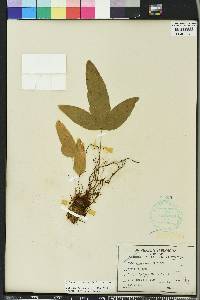 Phlebodium aureum image