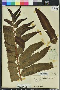 Acrostichum danaeifolium image