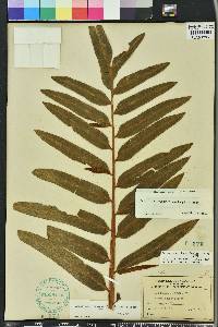 Acrostichum danaeifolium image