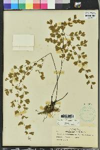 Adiantum capillus-veneris image