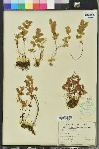 Adiantum capillus-veneris image