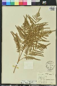 Pteridium aquilinum subsp. pseudocaudatum image