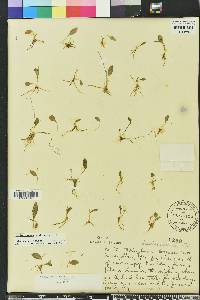 Ophioglossum nudicaule image