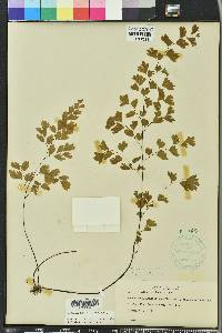 Adiantum capillus-veneris image