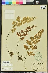 Adiantum capillus-veneris image