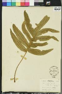 Phlebodium aureum image