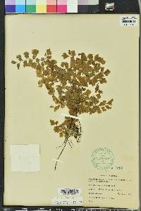 Adiantum capillus-veneris image