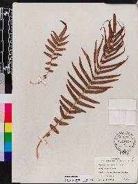 Pteris vittata image