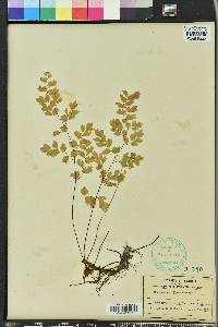 Adiantum capillus-veneris image