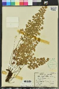 Adiantum capillus-veneris image