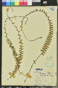 Adiantum caudatum image