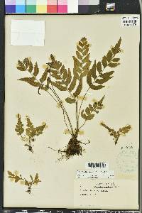 Asplenium abscissum image