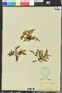 Asplenium bradleyi image