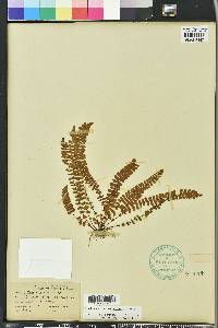 Asplenium heterochroum image