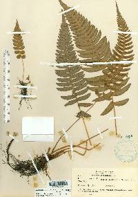 Blechnum occidentale image