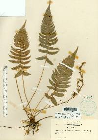 Blechnum occidentale image